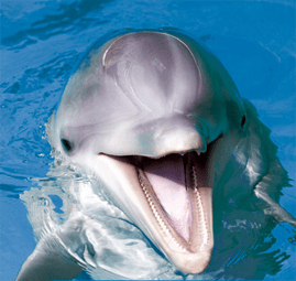 Over Dolfijnen – Sea First Foundation Kids