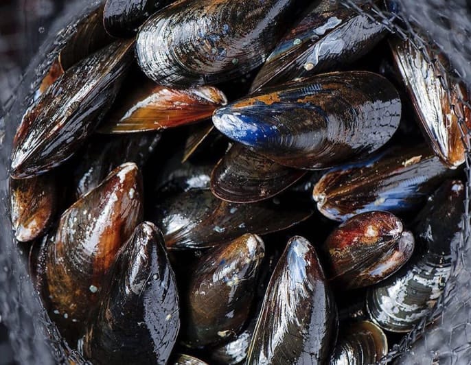 Our Seafood Products Maine Seafood