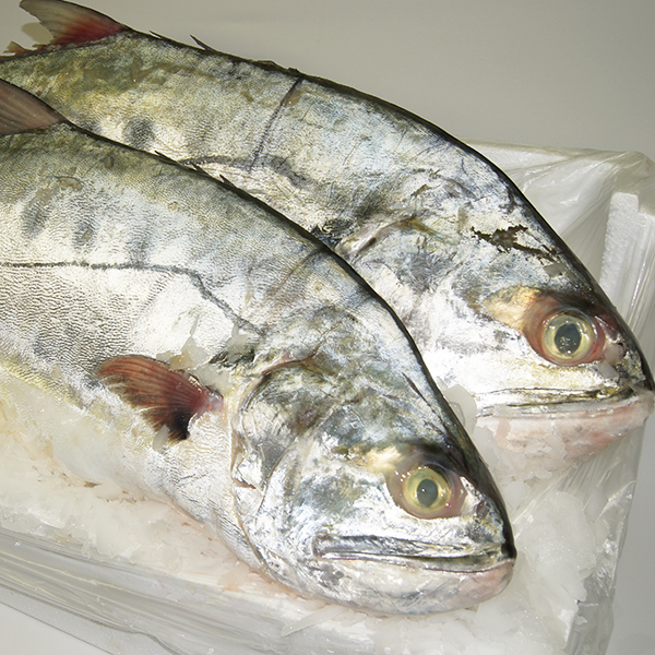 Fresh Queenfish 4.80kg 10kg Buy Seafood Warehouse