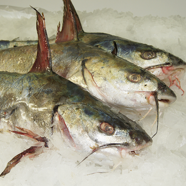 Ocean Catfish 2.80kg 10kg Buy Seafood Warehouse