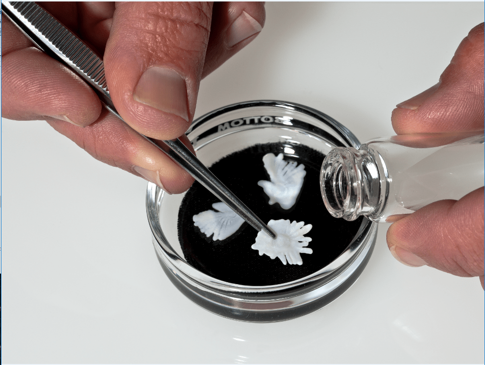 How Old Is That Fish? And What Fish Ear Stones Can Tell Us WHOI Sea Grant