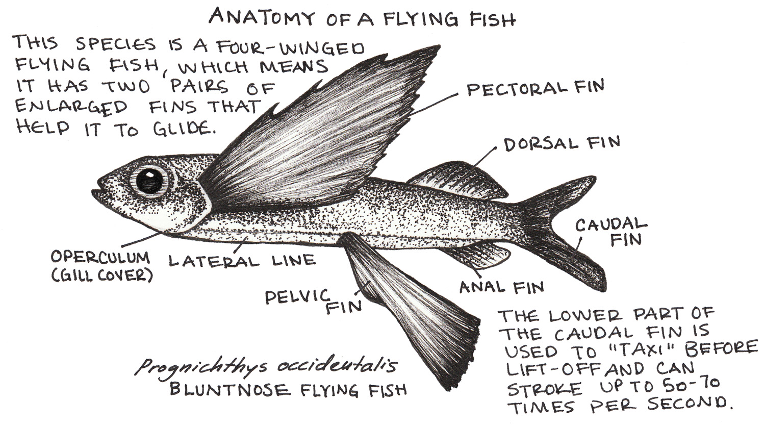 Uçan Balık (Exocoetidae)