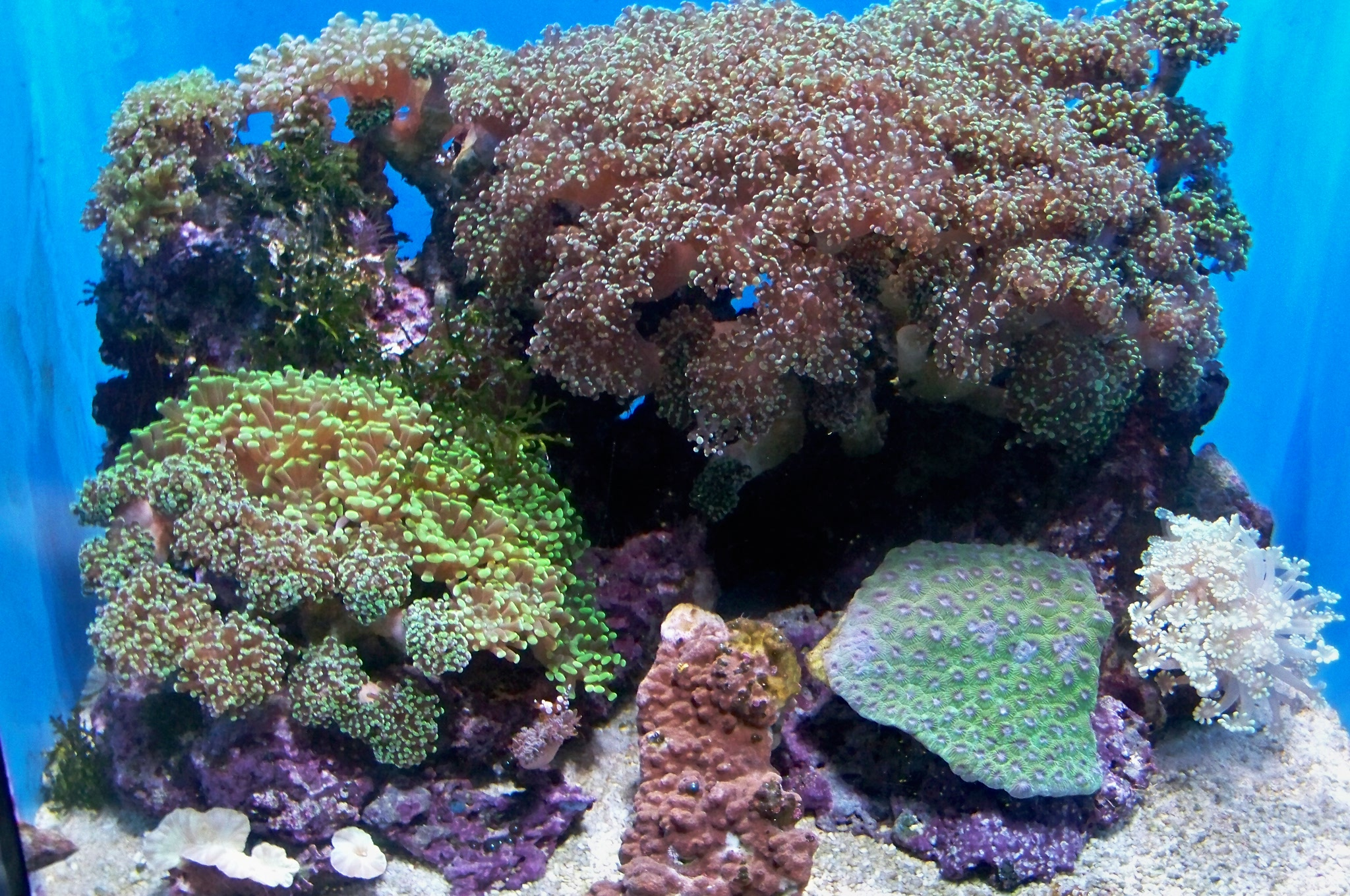 What are the Basic Requirements for Keeping Corals in an Aquarium