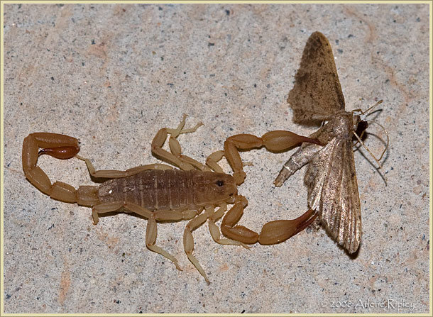 Seal Out Scorpions Keep Scorpions Out!