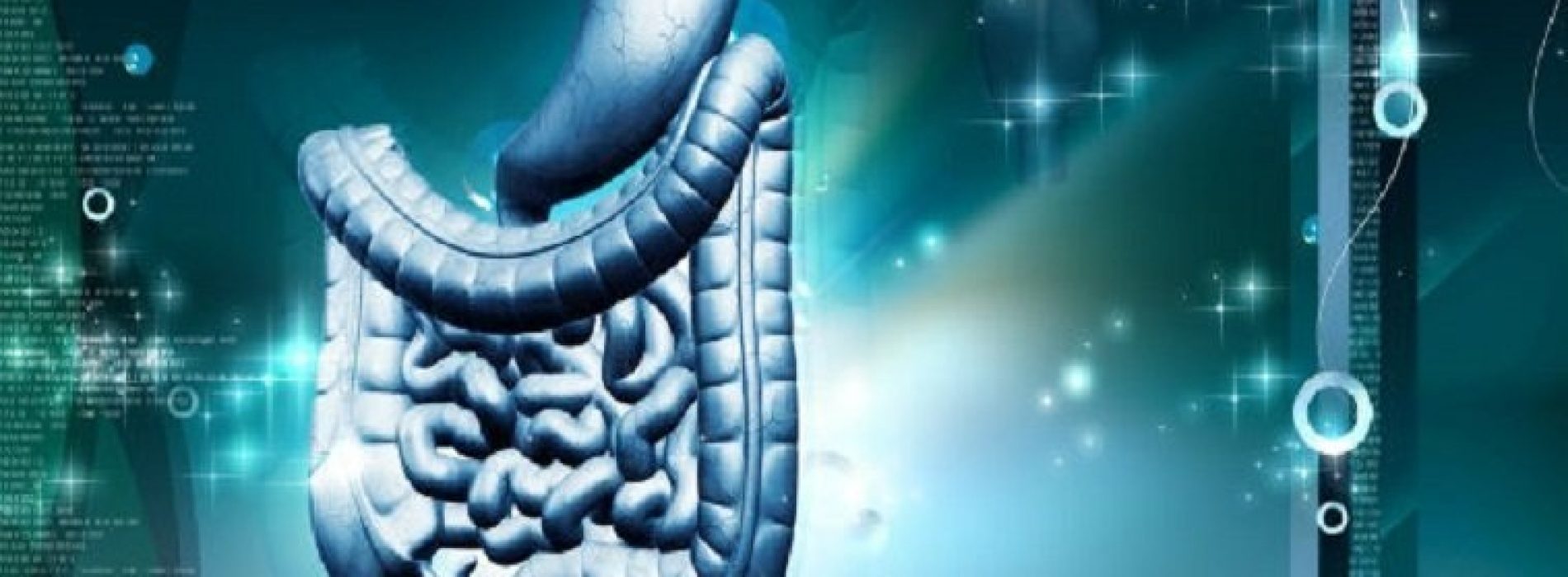 5 Astonishing Facts About The Digestive System Seaman Site