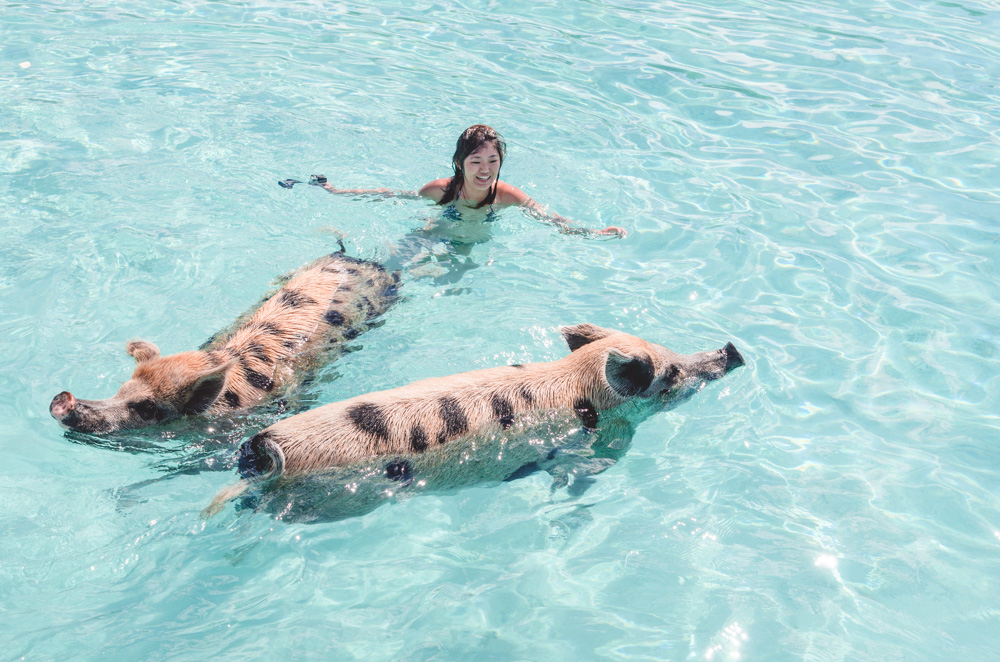 Swimming Pigs in Exuma Bahamas Everything You Need to Know