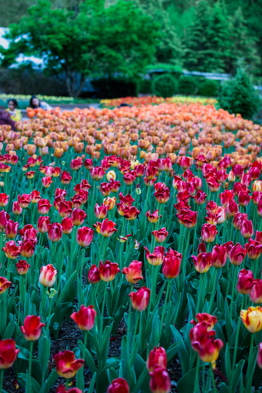 Awesome Tulip Fields Near Washington DC are Blooming