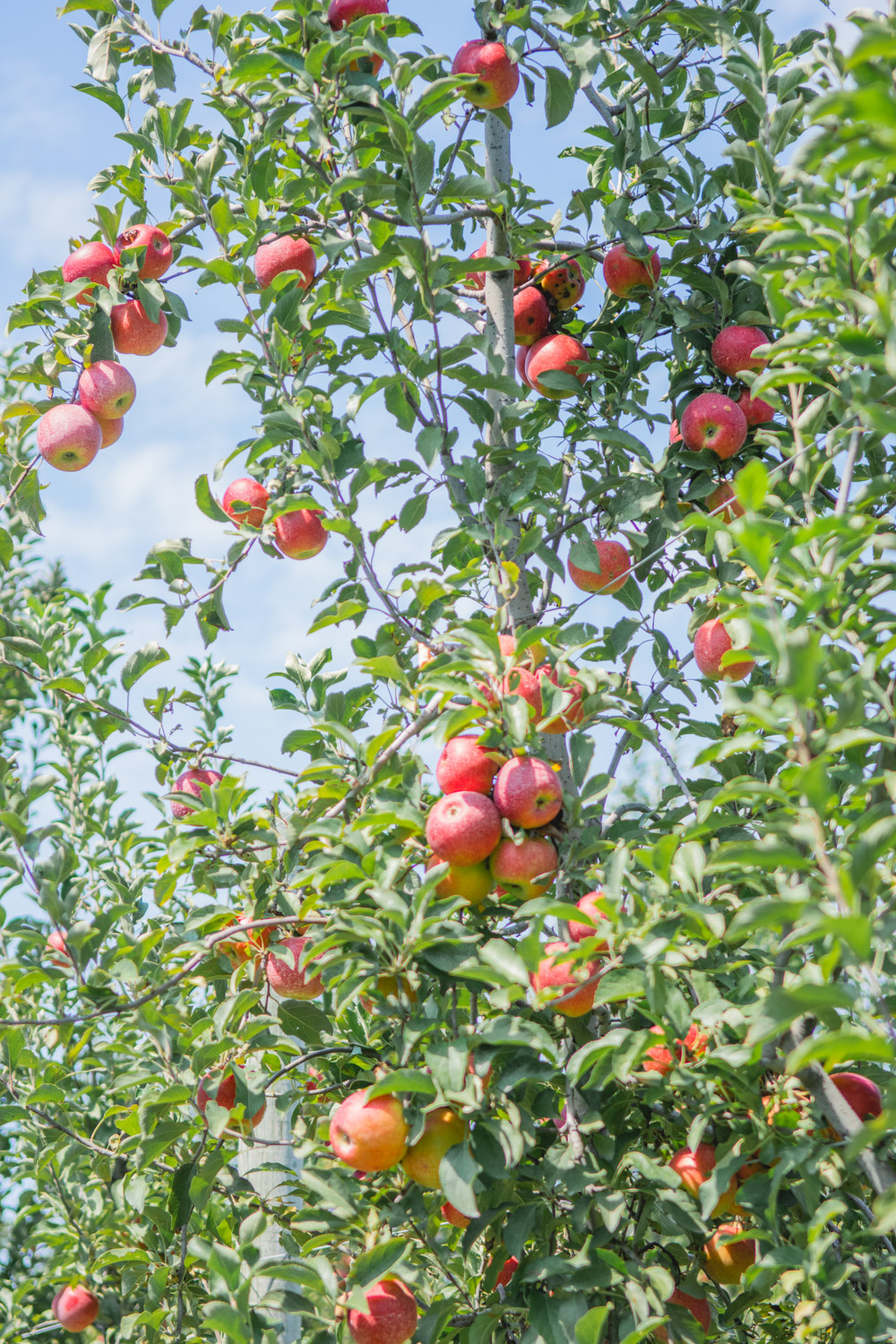 5 Best Places for Apple Picking in Maryland and DC this Fall 2023