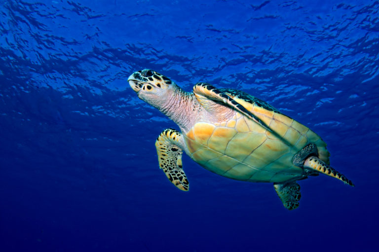 Creature Feature Hawksbill Turtle Sea of Change