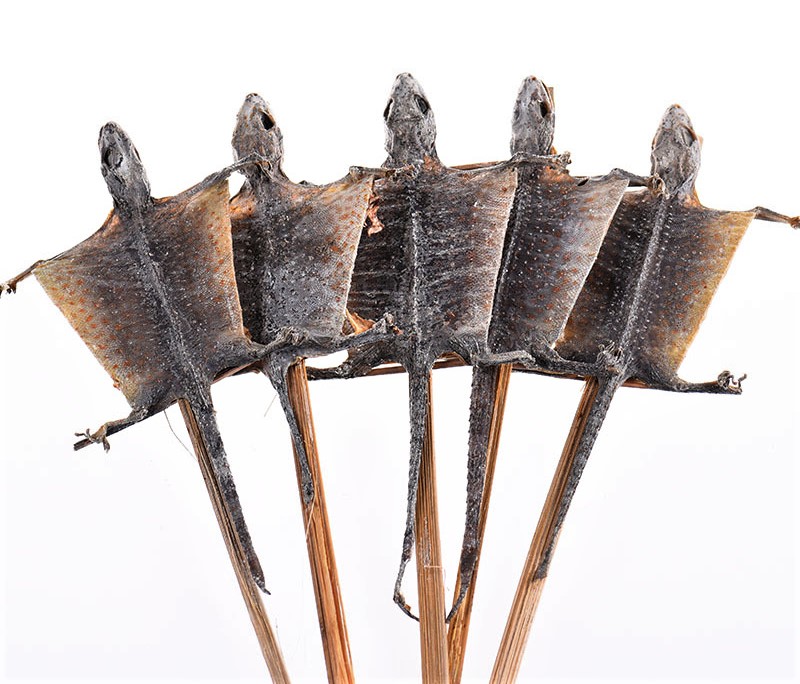 Ge Jie Gecko Lizard Tokay