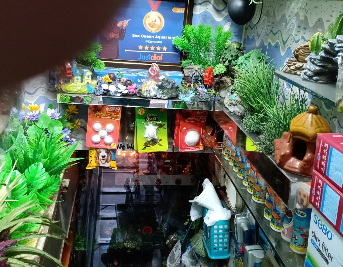 Sea Queen Aquarium the best Aquarium shop in Pitampura Aquarium