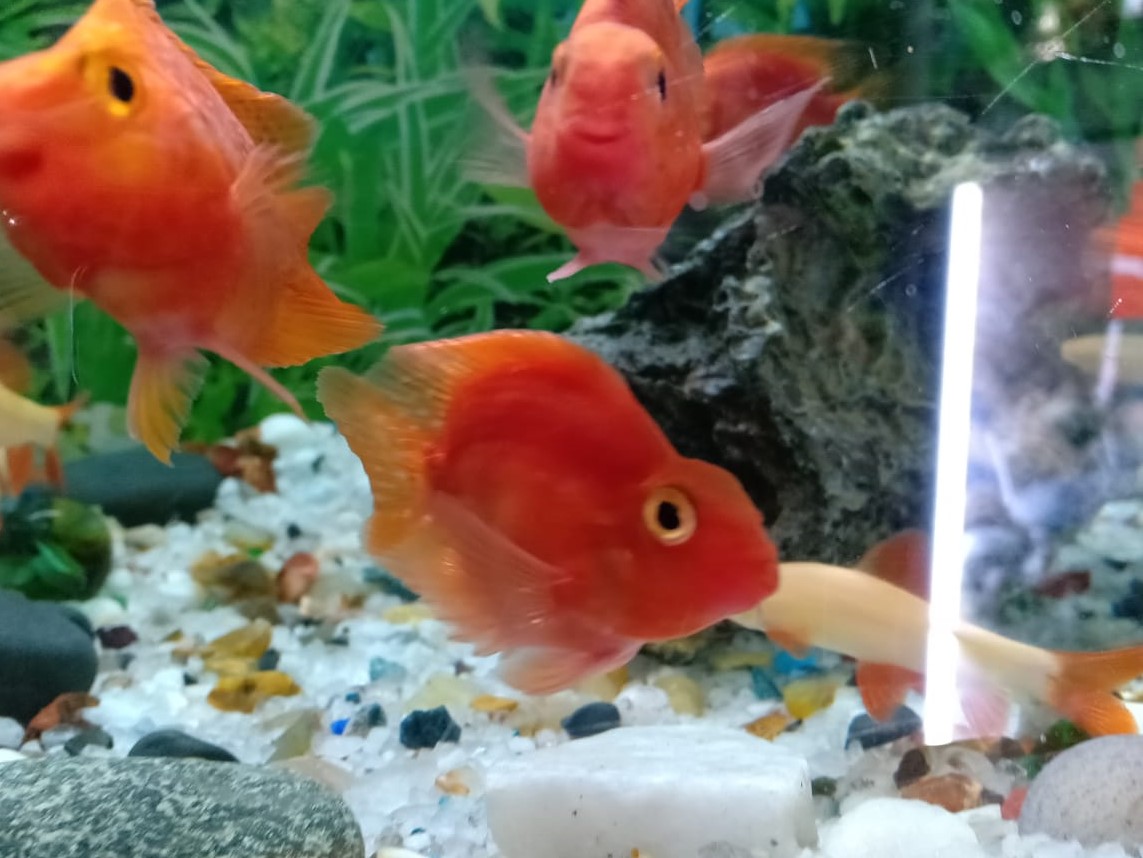 Sea Queen Aquarium the best Aquarium shop in Pitampura Aquarium