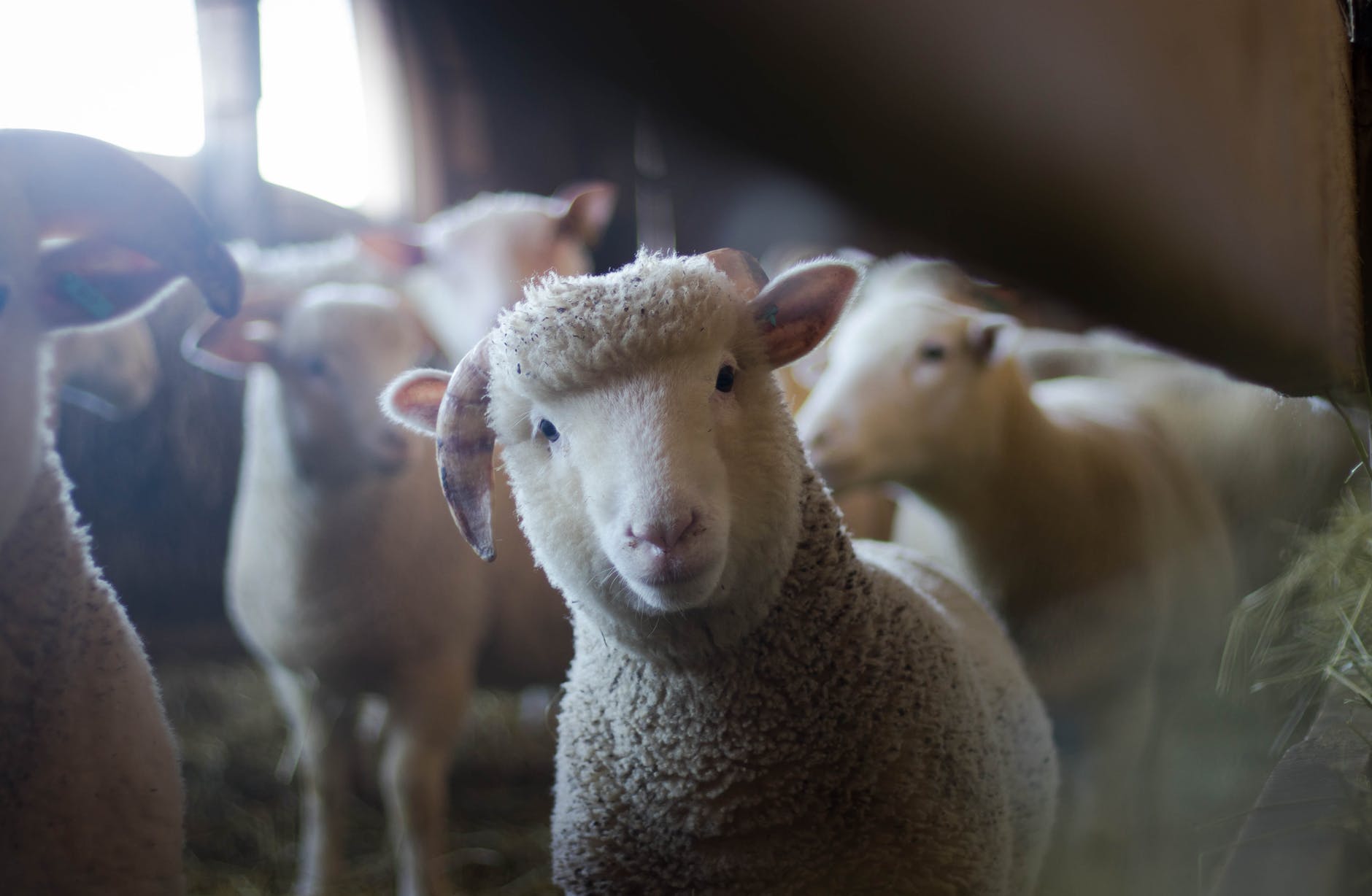 6 of the Best Hobby Farm Animals for Beginners