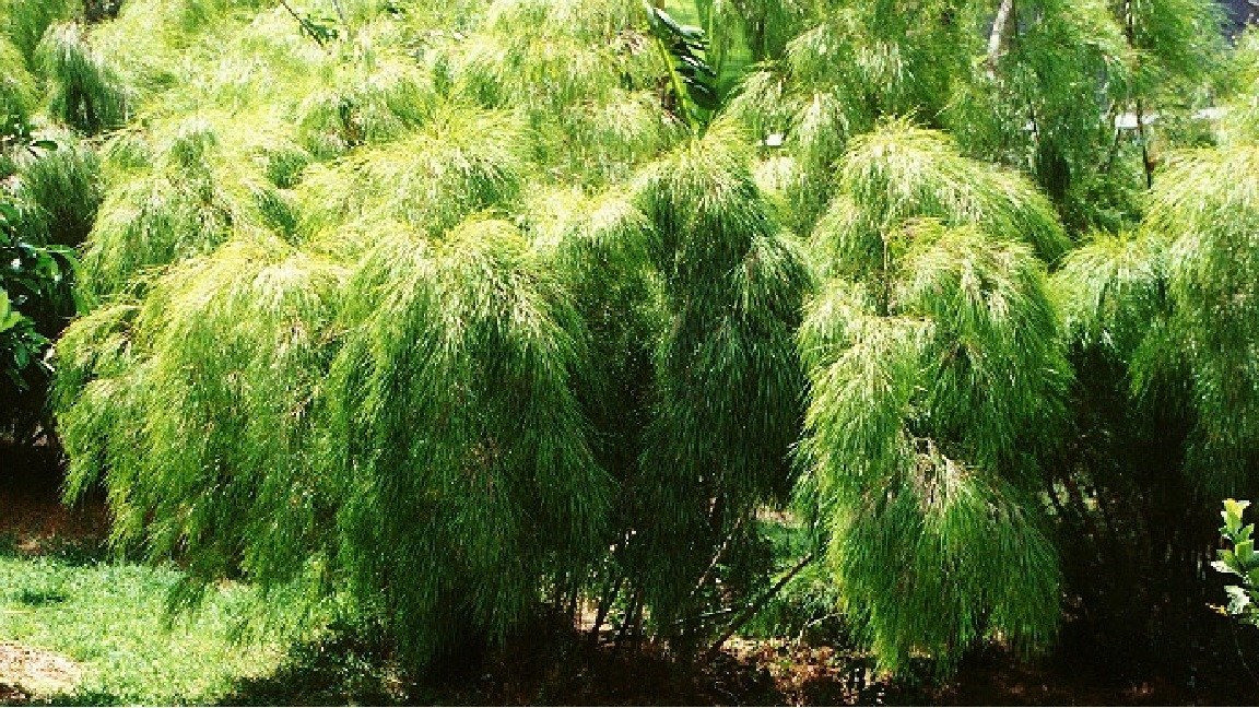 Sydney Bamboo Review Ratings & Information