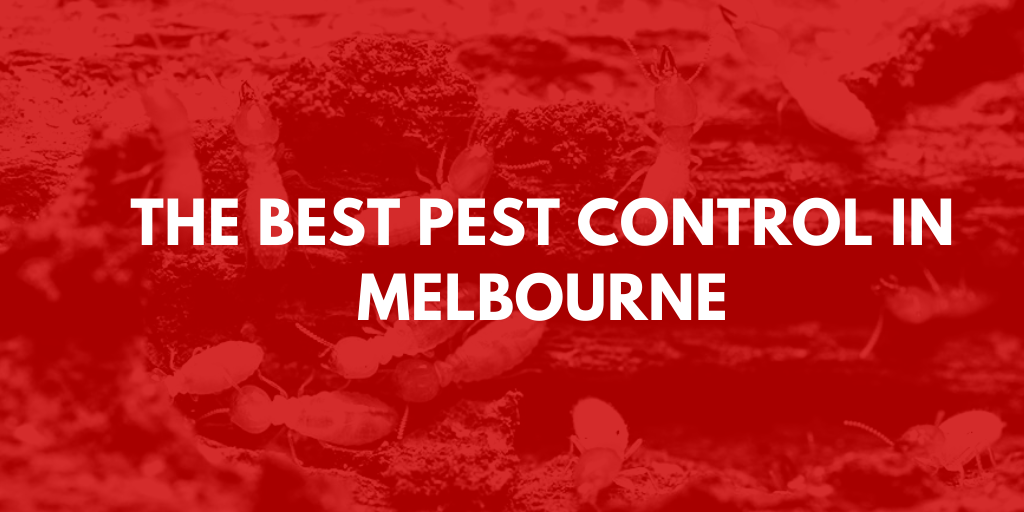 The Best Pest Control Services in Melbourne Local Legends!