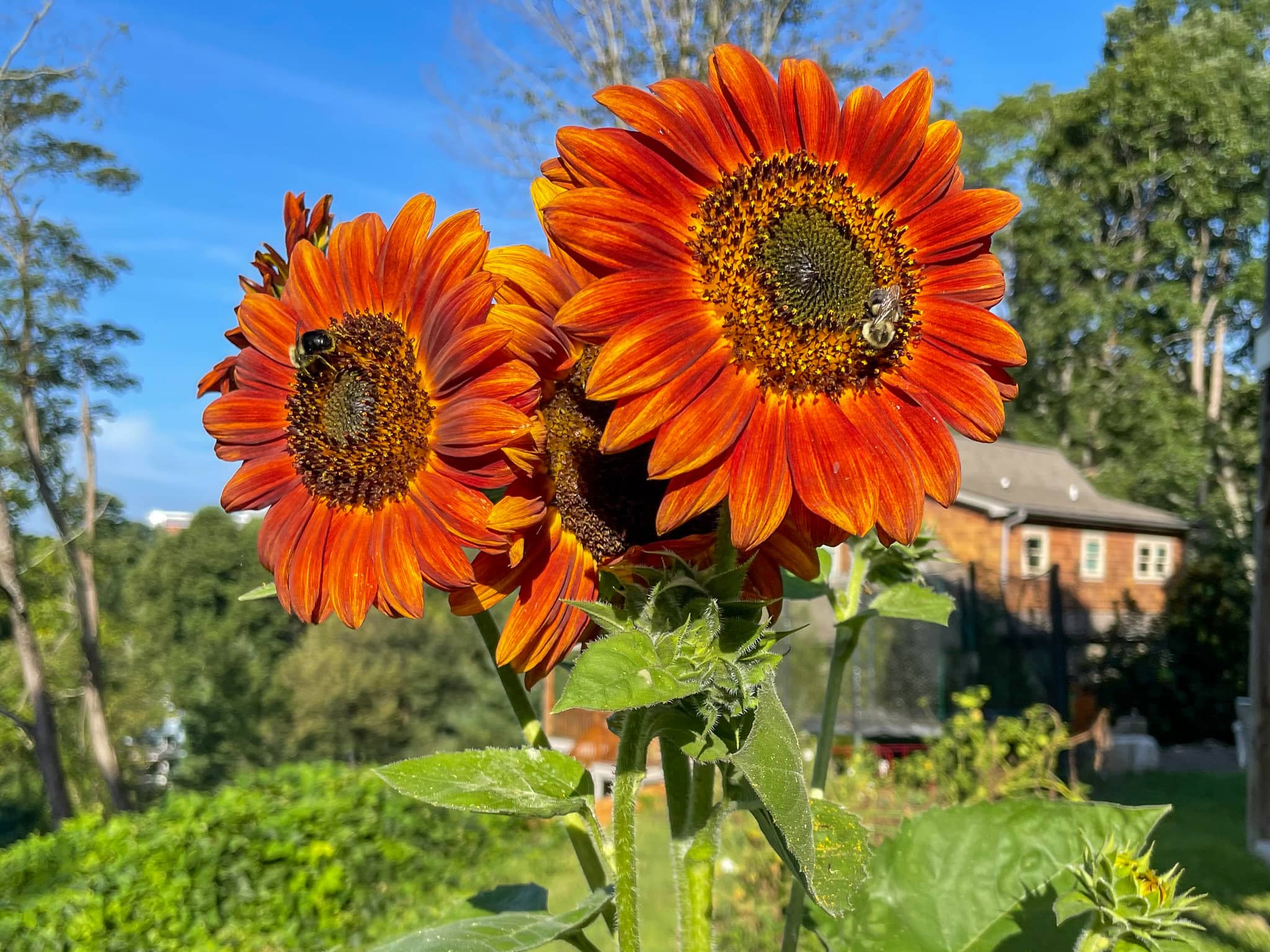 10 Best Flowers To Plant With Vegetables Searchversity