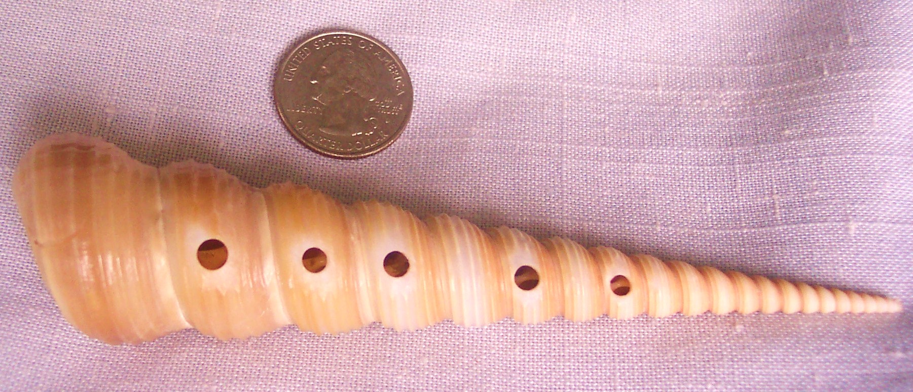 Song of the Seashell whorl 13