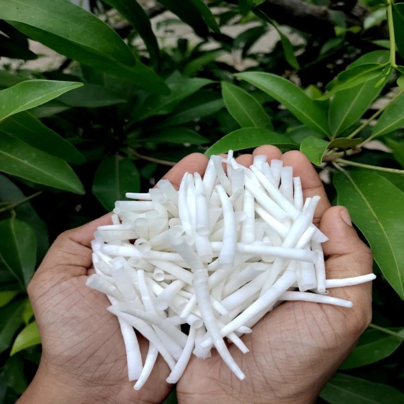 Smooth Dentalium Shells 1.50 To 1.75 Inches 1kg { 2.2 Lbs} Sea Shells