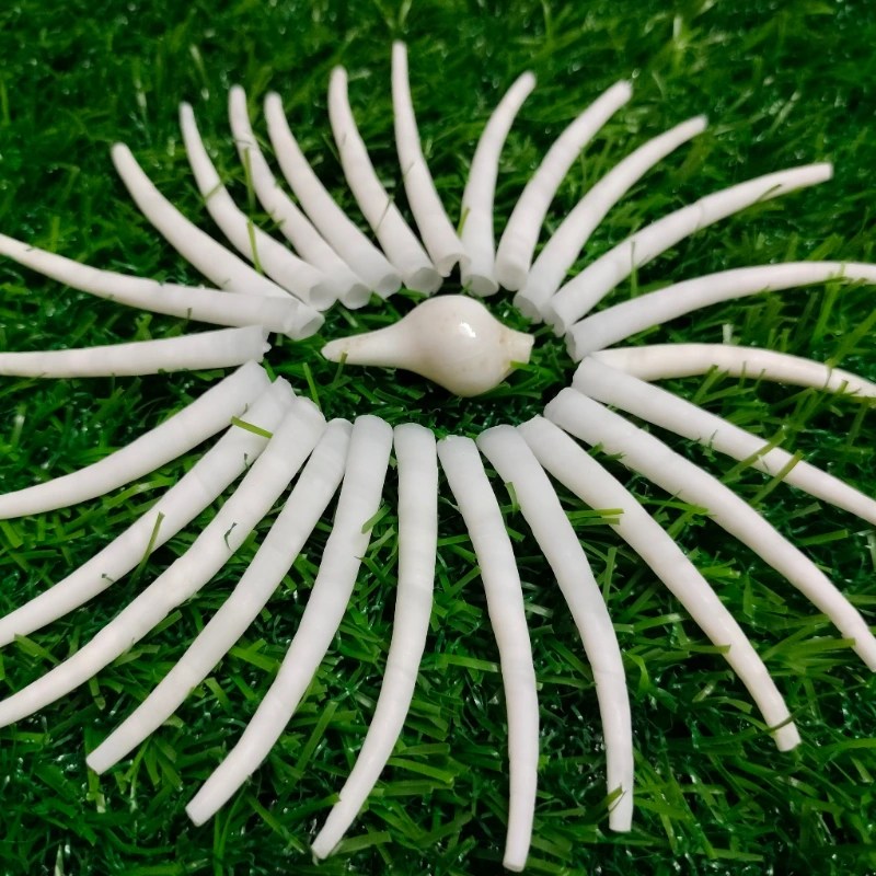 Smooth Dentalium Shells 2 To 2.2 Inch { 2.2 Lbs } Sea Shells From India