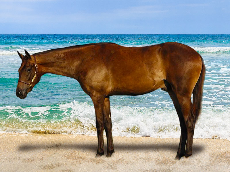 Double Dose Of Iron 2017 Colt