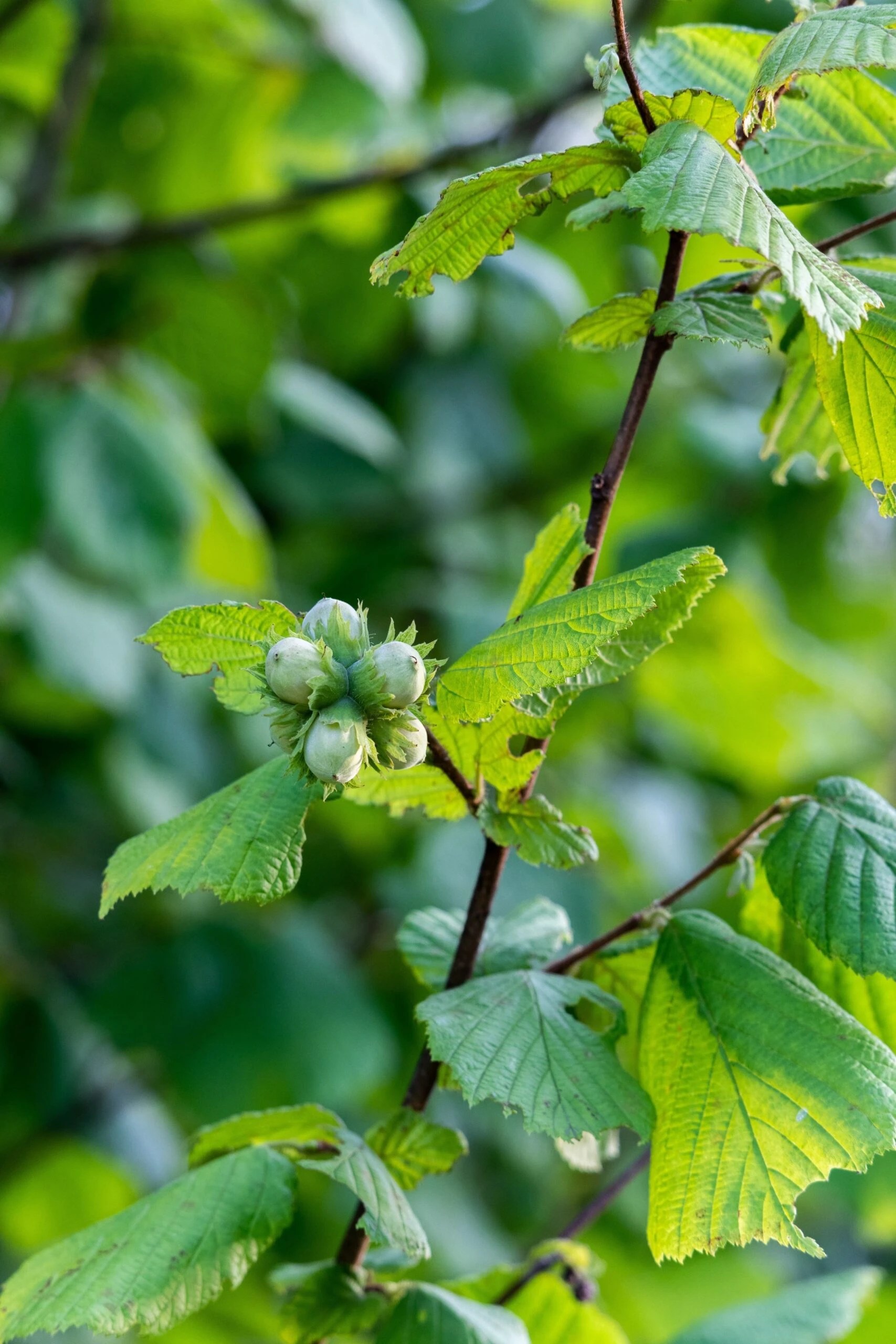 Hazelnut Crop Tech Guides Seasol New Zealand