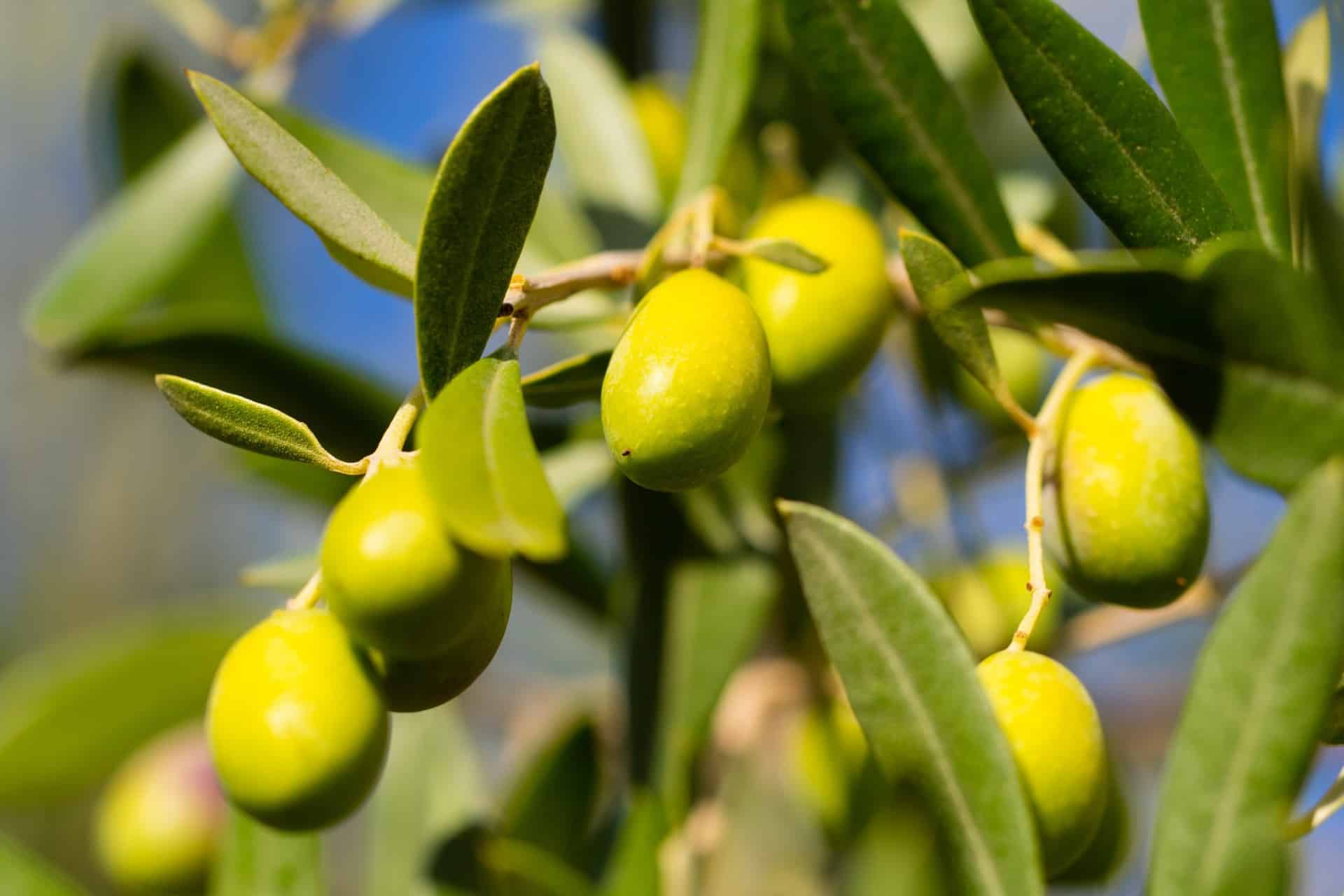 Olives Crop Tech Guides Seasol New Zealand