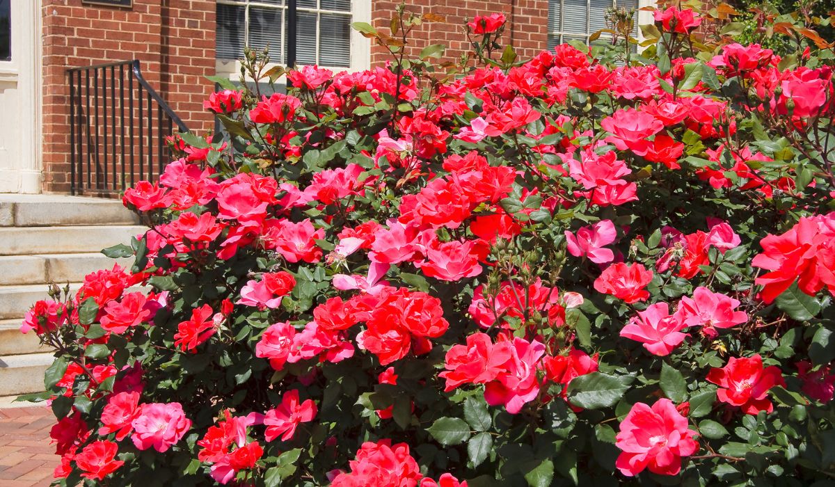 When To Plant Knockout Roses Seasonal Cornucopia