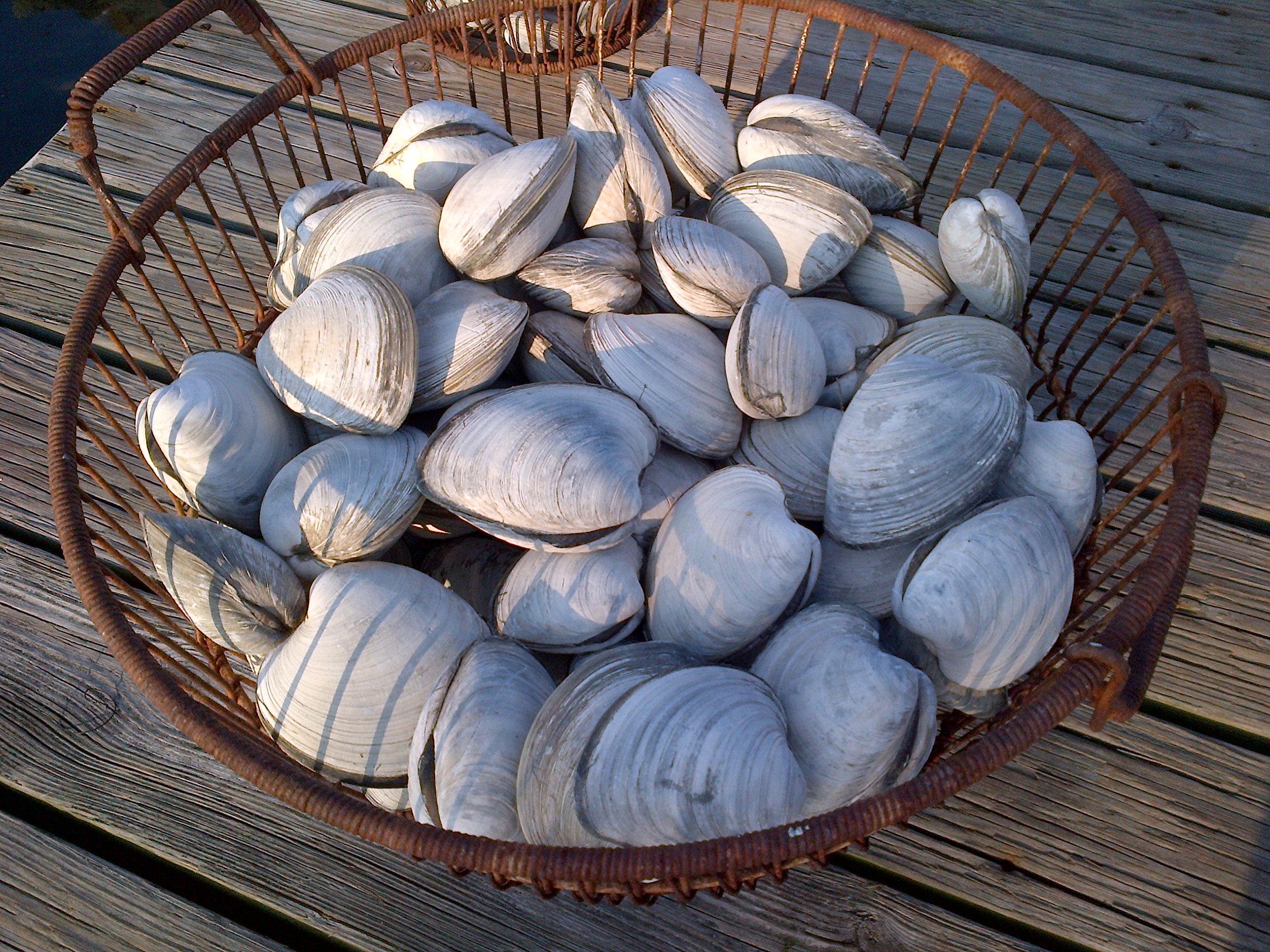 Travels North Fork Shellfishing with Captain Libby of H2Ospitality