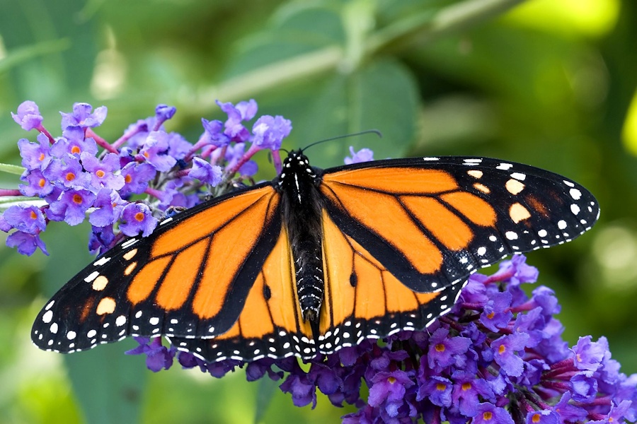 The Basics of the Butterfly – Seasoned Times