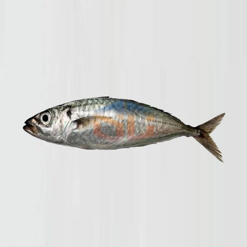 Horse Mackerel Season's Catch