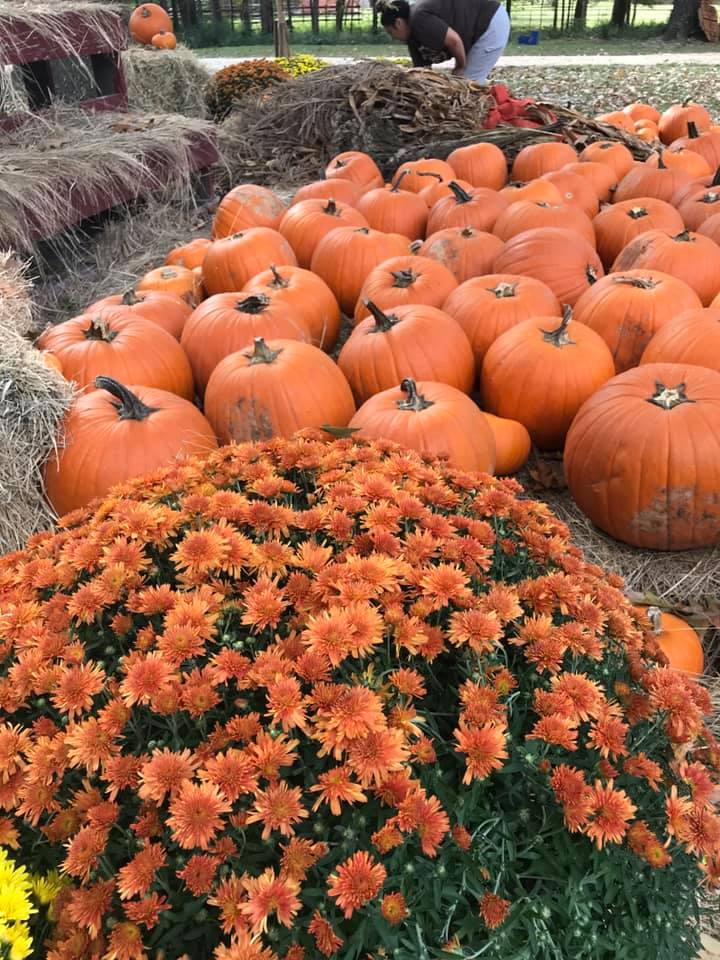 Pumpkin Patch Seasons of Hope