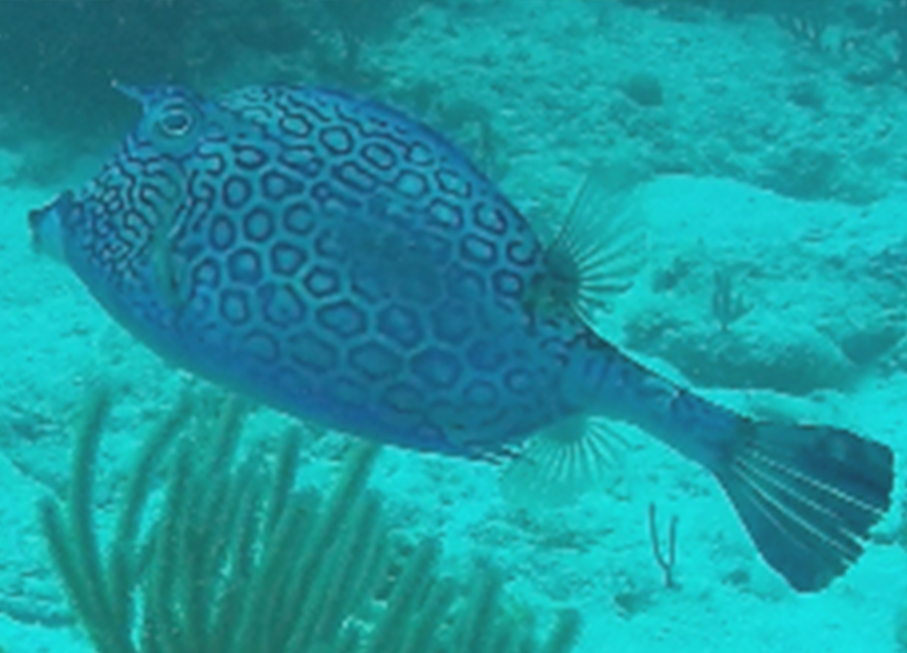 Cowfish cowfish Sea Stuff