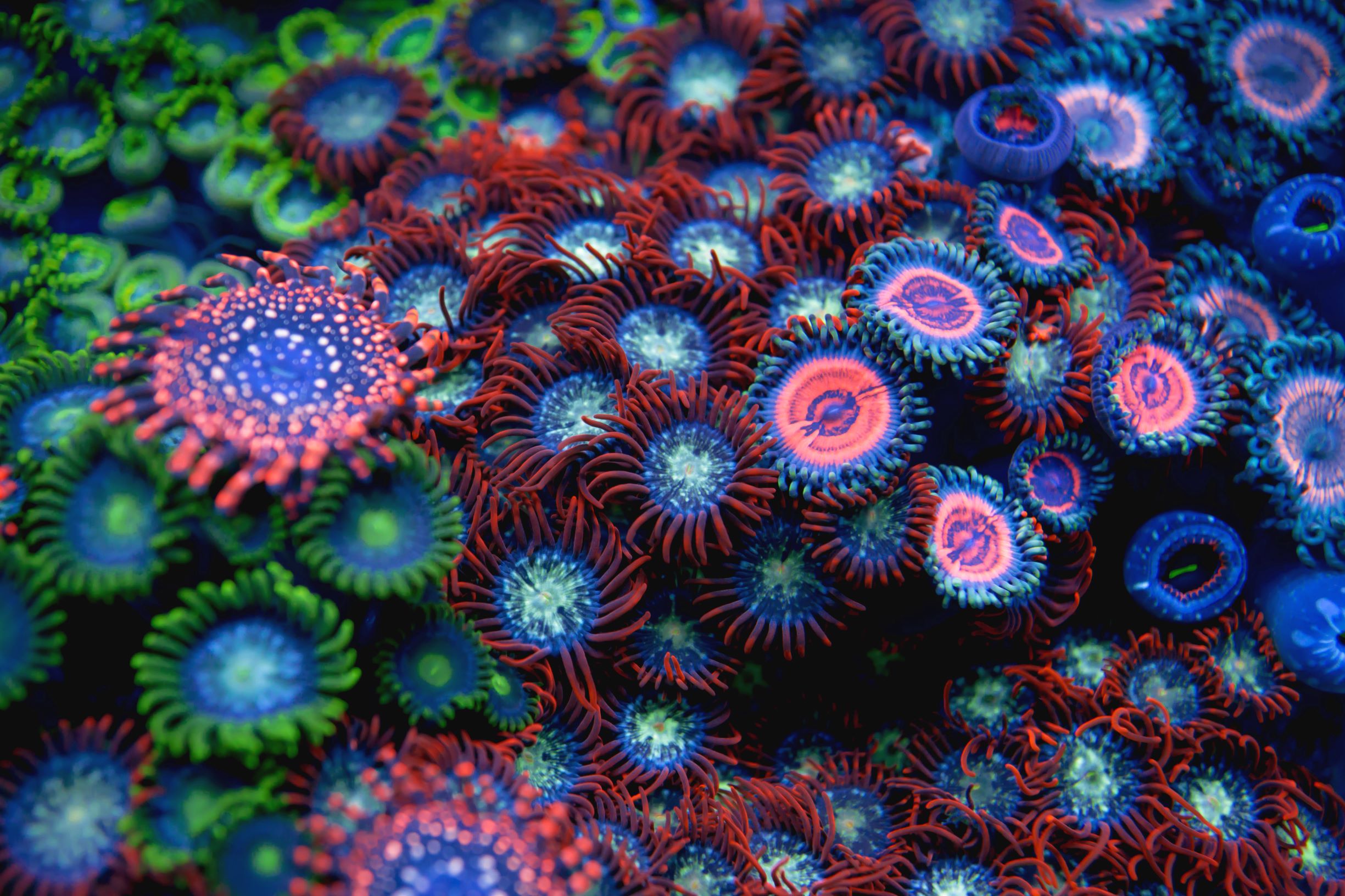 Toxic Corals in the Aquarium Hobby Zoanthids and Palytoxin Poisoning