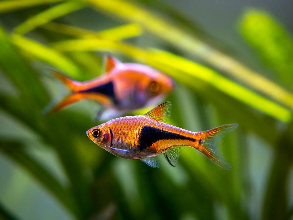 Nano Tank Fish Most Popular Species Seatech Aquariums