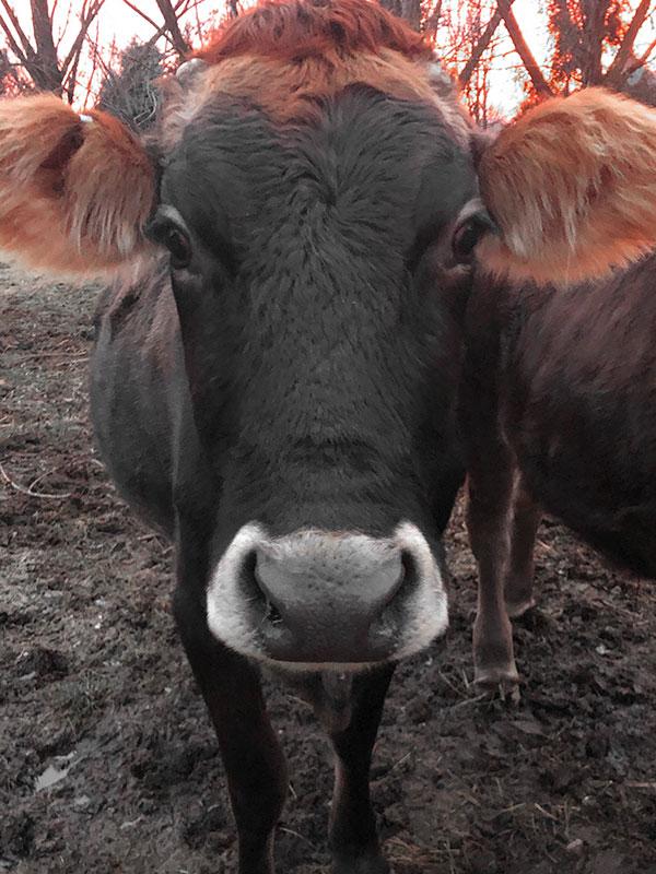 About Sea to Farm Real Estate