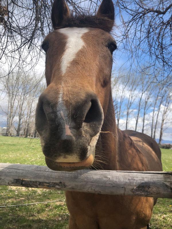 About Sea to Farm Real Estate