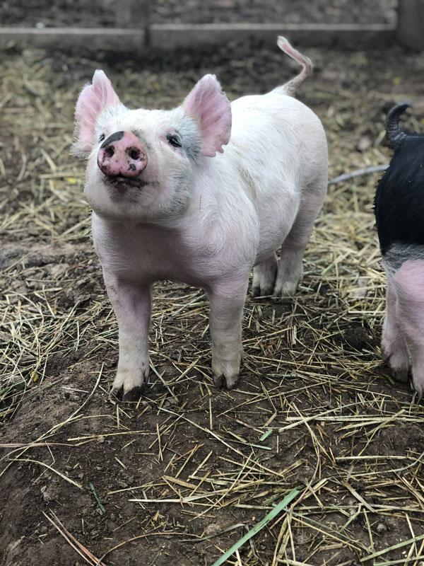 About Sea to Farm Real Estate