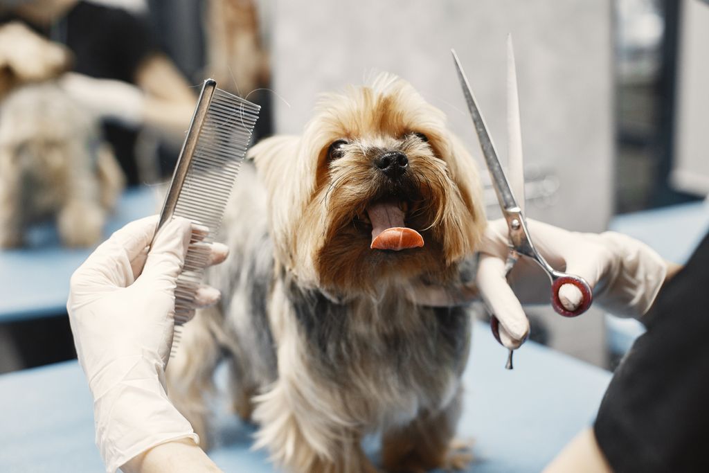 Where can I find dog grooming near me? Seattle Canine Club