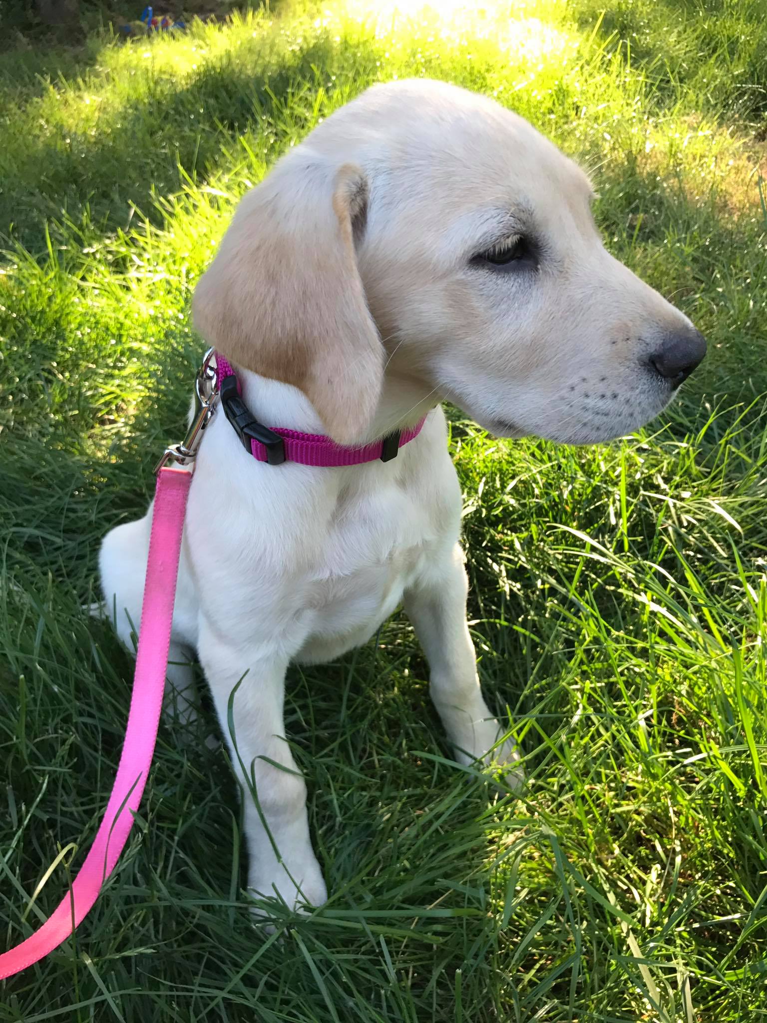 Puppy Training for the Lynnwood Edmonds Shoreline Seattle area.