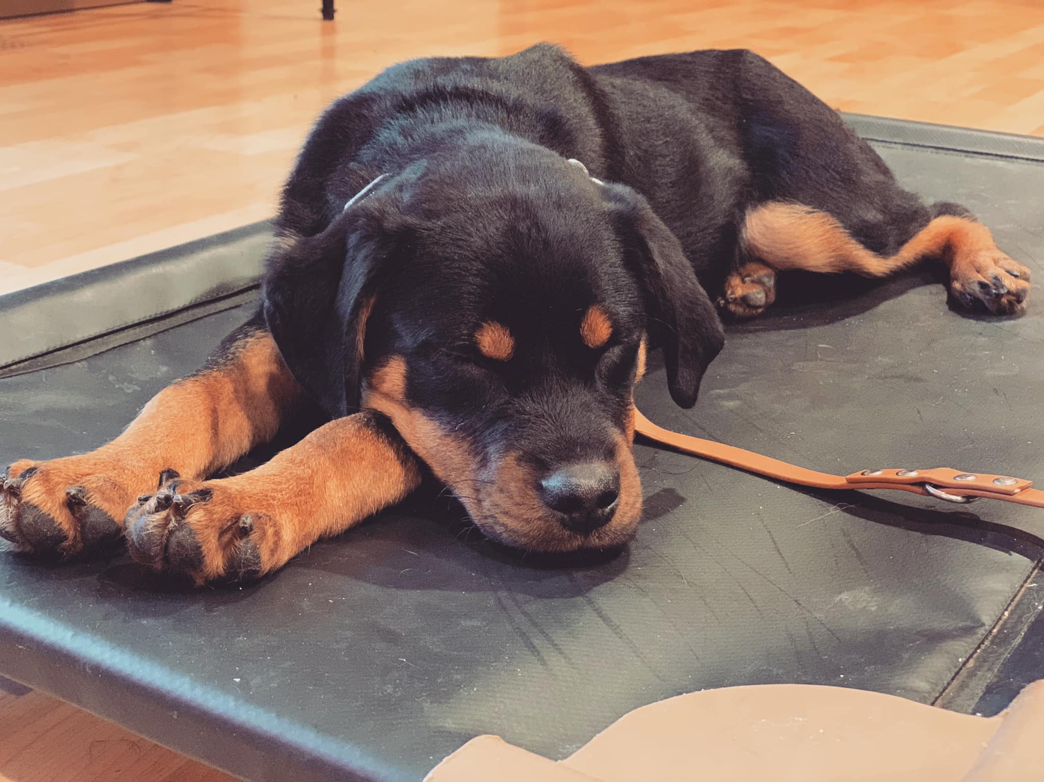 Dog Boarding Seattle K9 Command