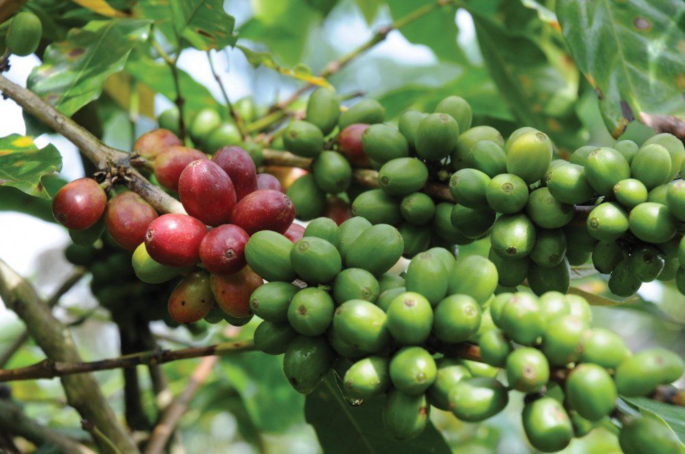 Book Excerpt Coffee for Dummies Seattle magazine