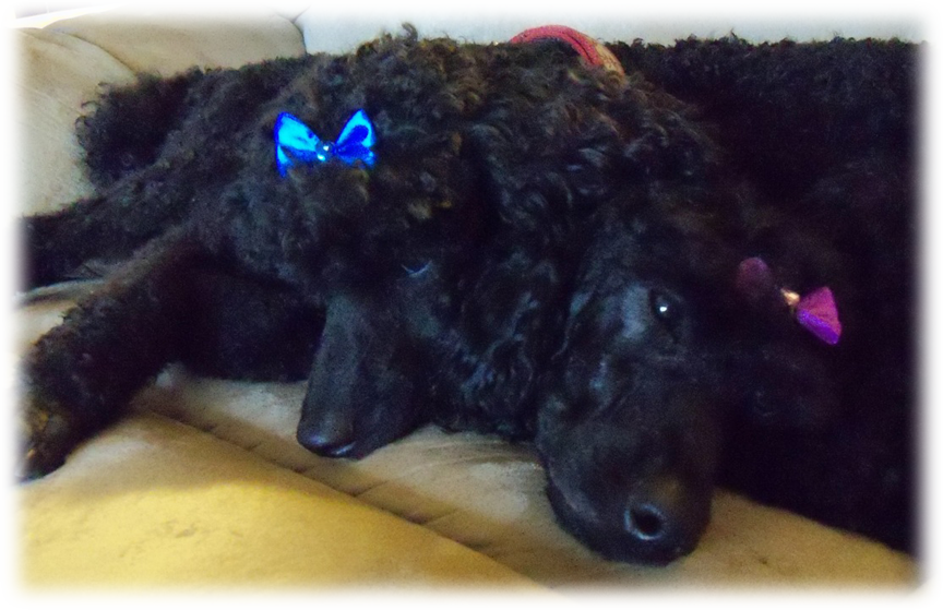 Miniature Poodles for Sale Seattle, Washington South King County area