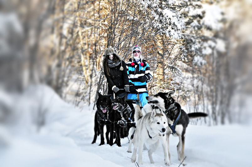 Dog Sledding in Algonquin Park