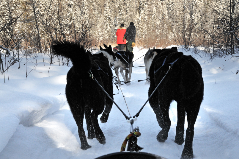 Dog Sledding in Algonquin Park