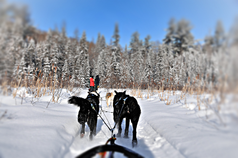 Dog Sledding in Algonquin Park