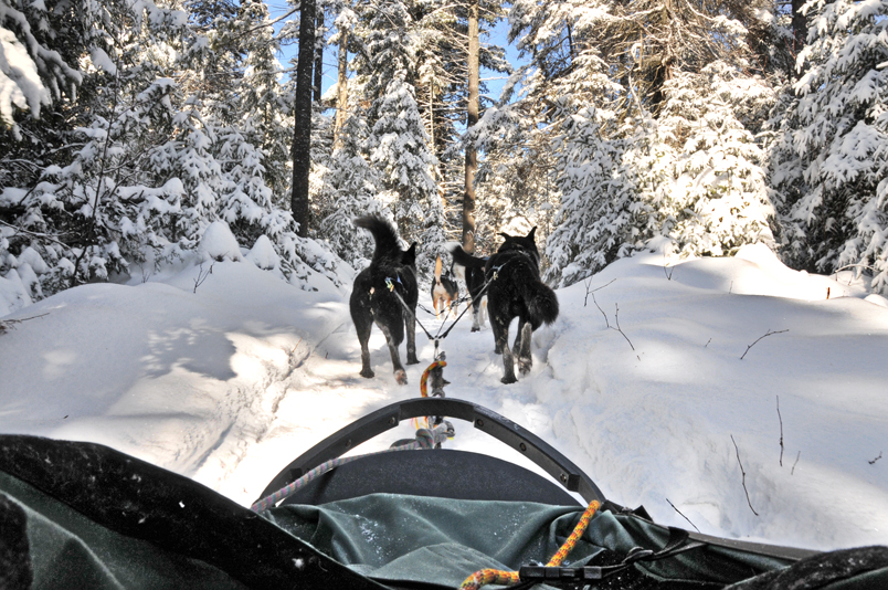 Dog Sledding in Algonquin Park