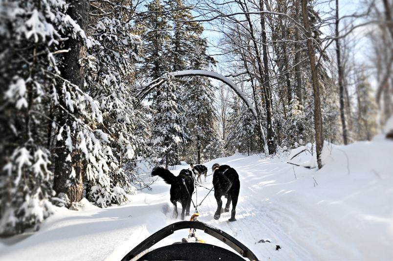 Dog Sledding in Algonquin Park