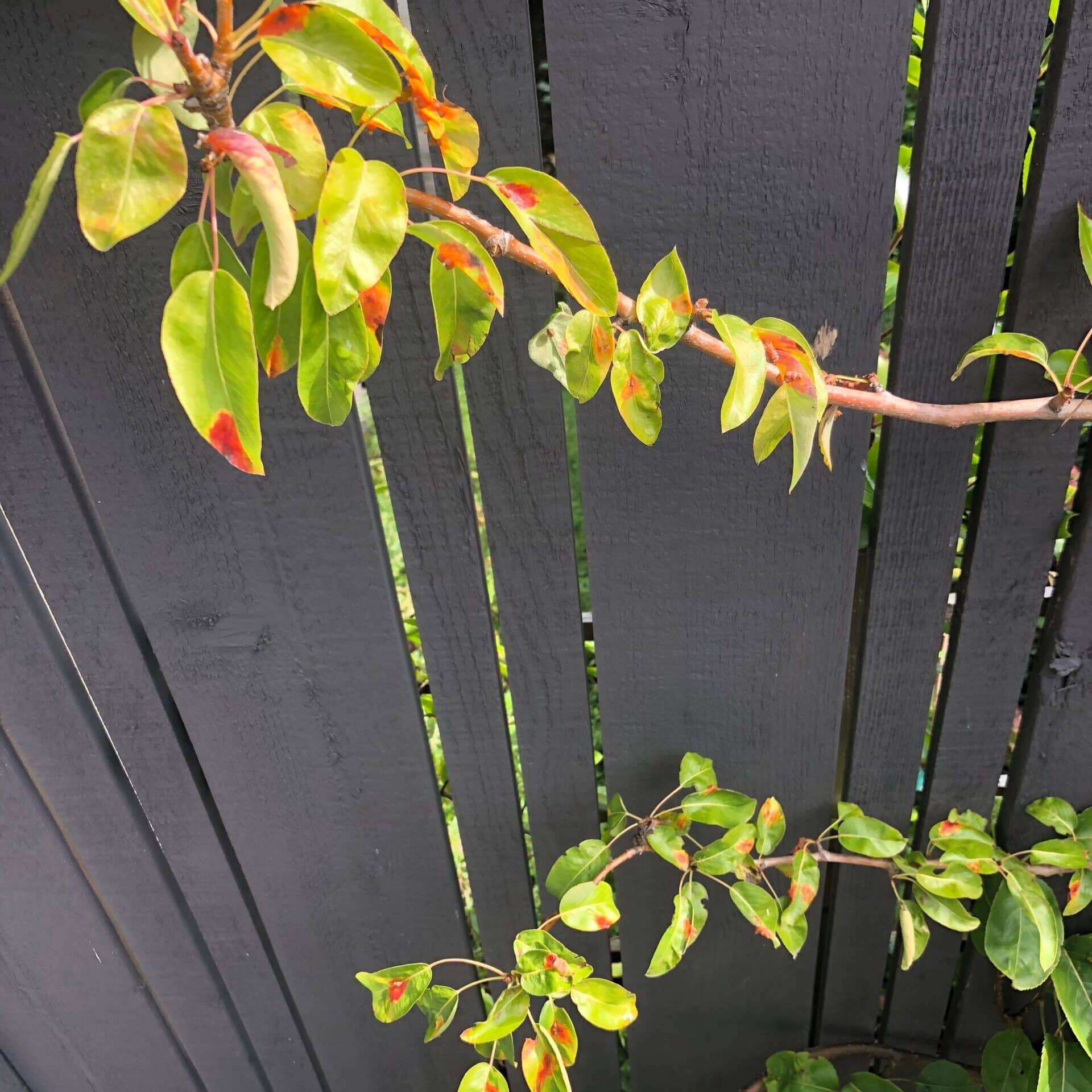 Fact Sheets Seattle Tree Care