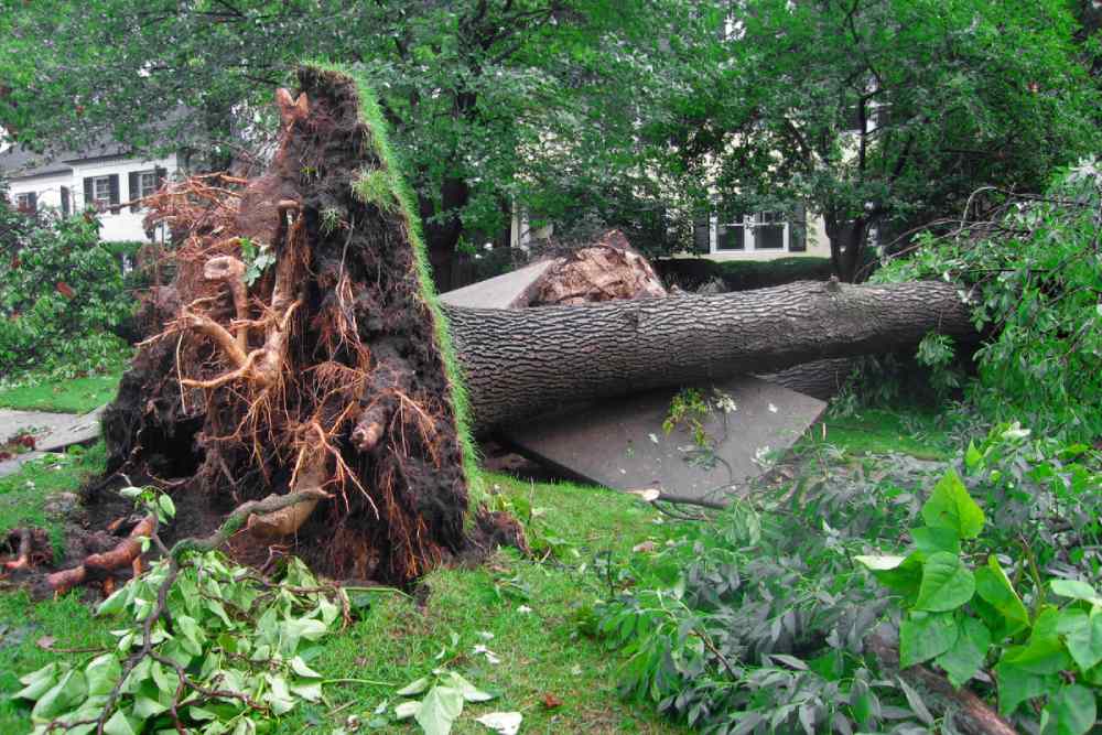 Saving An Uprooted Tree Seattle Tree Care Greater Seattle Region