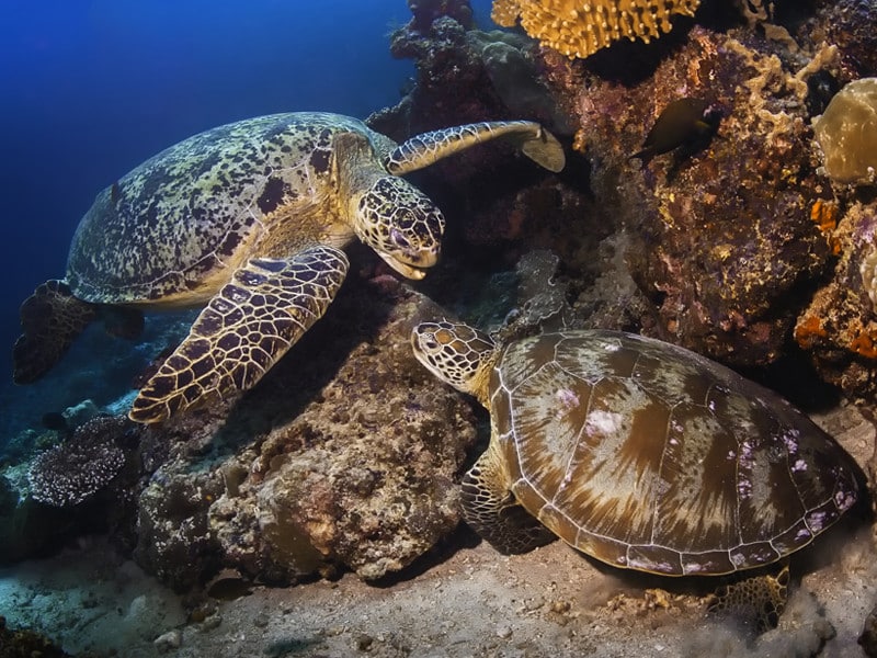 Green Sea Turtle Sea Turtle Facts and Information